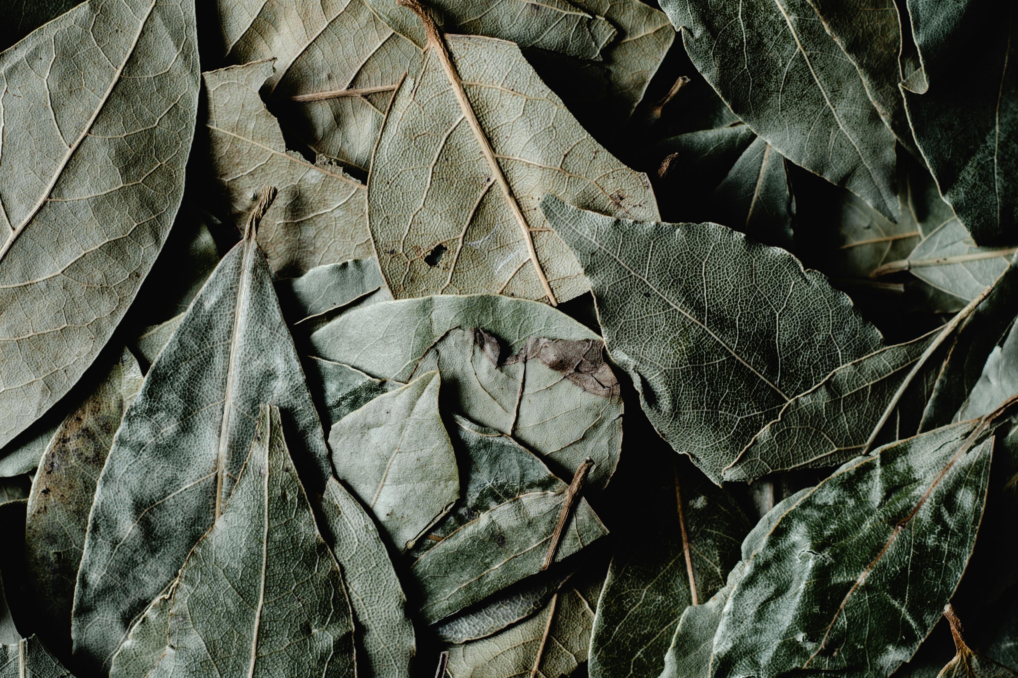 fresh bay leaves